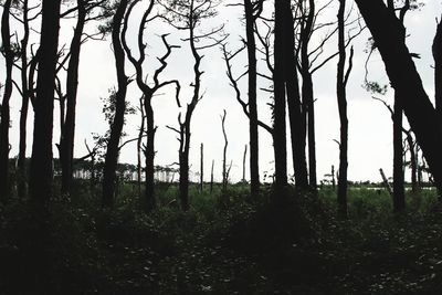 Trees in forest against sky