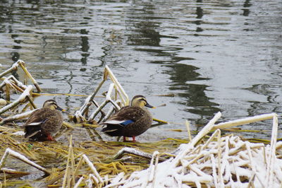 Ducks swimming on lake