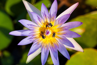 Close-up of bee pollinating on flower