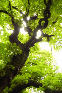 Low angle view of trees