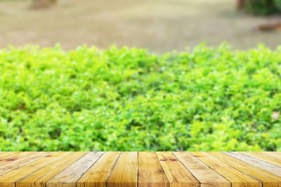 Close-up of plants growing on wooden table