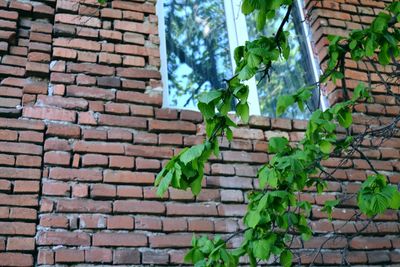 Close-up of ivy growing on brick wall