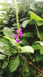 Close-up of flowers growing on plant