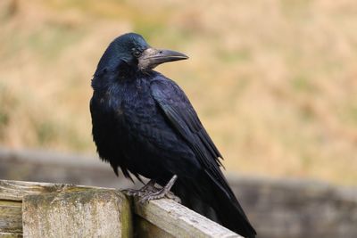 Close-up of bird perching on wood