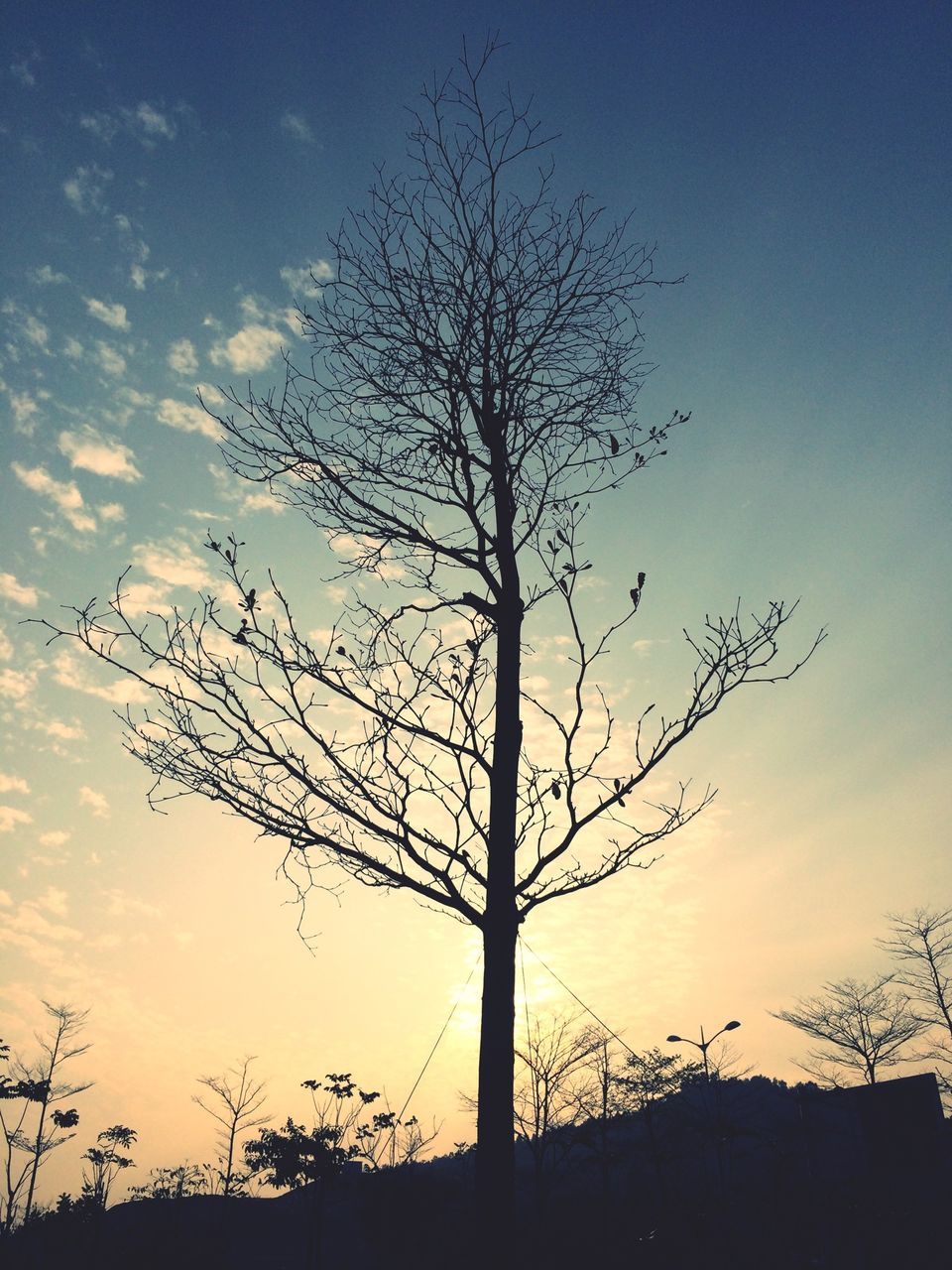 silhouette, sunset, bare tree, tree, sky, branch, tranquility, low angle view, beauty in nature, scenics, tranquil scene, nature, tree trunk, orange color, outdoors, landscape, idyllic, no people, cloud, cloud - sky