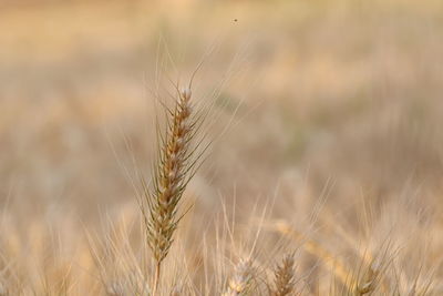 Close-up photo of ripe golden wheat harvest in blur crop background