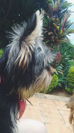dog