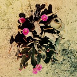 Close-up of pink flowers