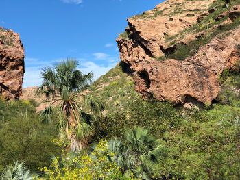 Rock formation amidst trees against sky