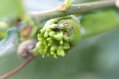 Close-up of fresh green plant