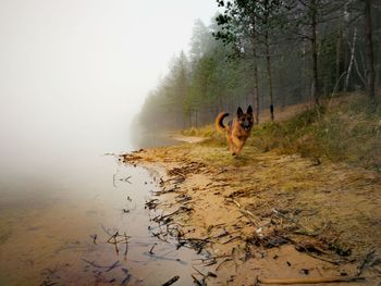 Dog in a forest