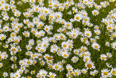 High angle view of flowering plants on field