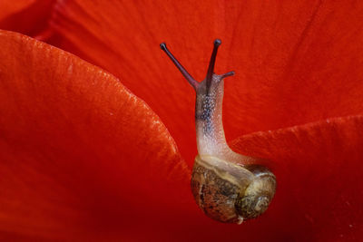 Snail reaching for flower petal