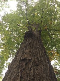 Low angle view of tree against sky