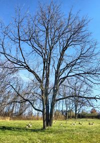 Bare tree on field against clear sky