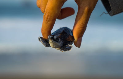 Cropped hand of person holding small turtle
