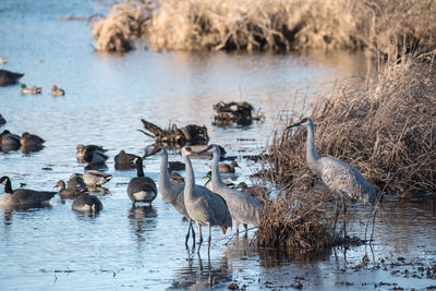 Birds in lake