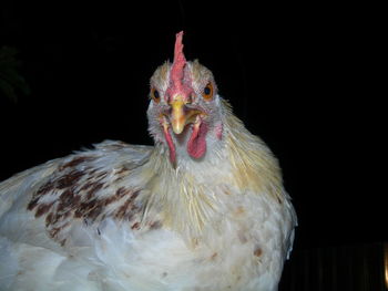 Close-up portrait of bird against black background