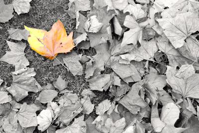 High angle view of yellow maple leaves