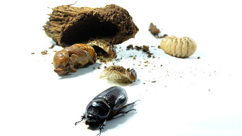 High angle view of insect on white background