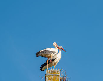 Pair of storks on the pole