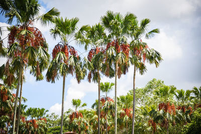 Low angle view of coconut palm tree against sky