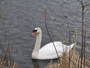 High angle view of swan swimming in lake