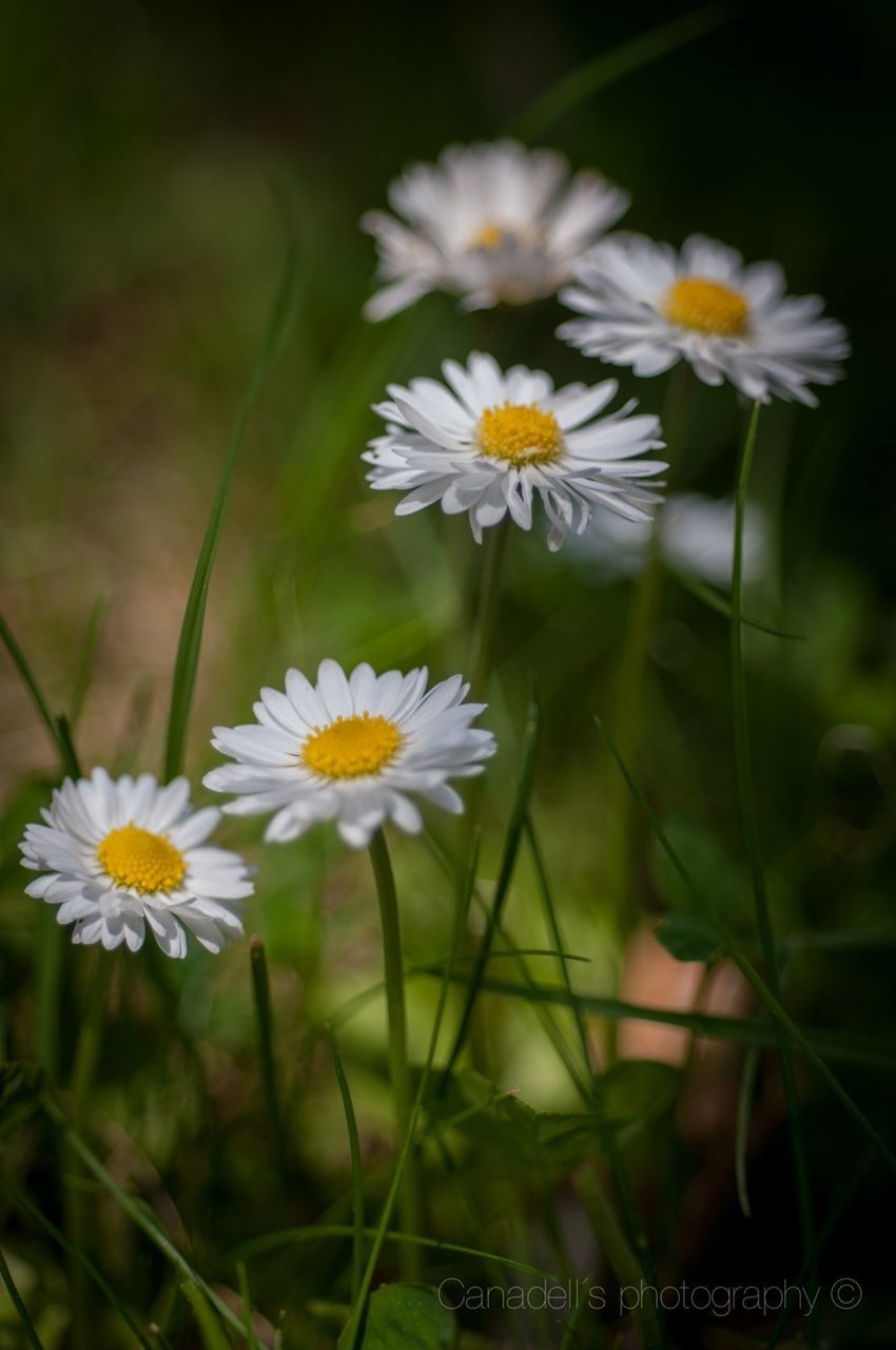 flower, freshness, fragility, petal, growth, beauty in nature, flower head, daisy, blooming, nature, plant, focus on foreground, white color, close-up, yellow, stem, in bloom, field, selective focus, pollen