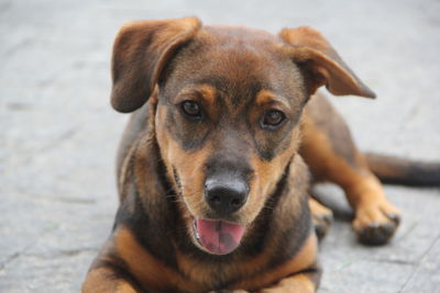 Close-up portrait of dog