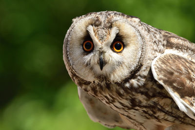 Close-up portrait of a long eared owl