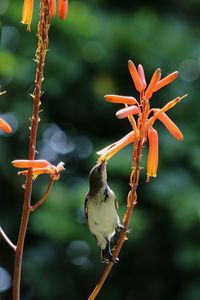 Close-up of bird on plant