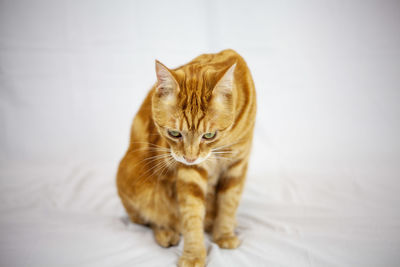 Close-up of cat against white background