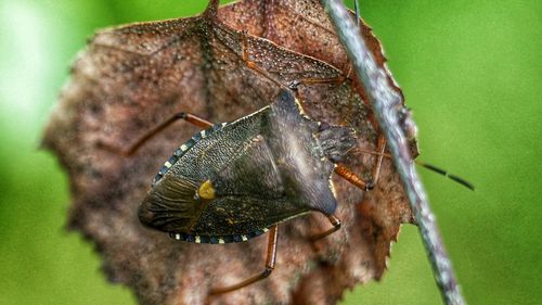 Close-up of insect on leaf