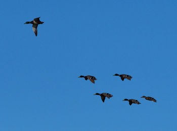 Low angle view of birds flying in sky