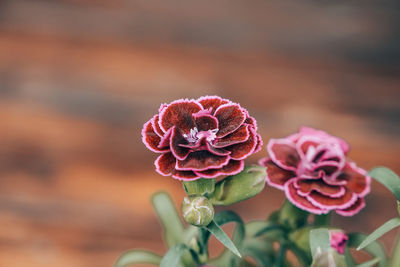 Close-up of pink rose