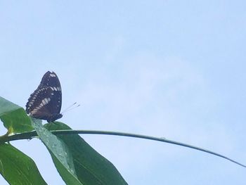 Close-up of butterfly perching on leaf against sky