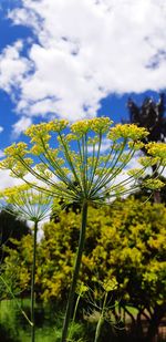 Close-up of flowering plant against cloudy sky