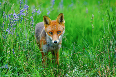 Portrait of a rabbit on field