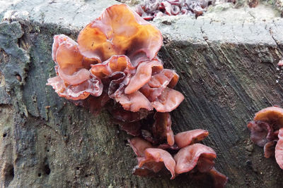 Close-up of mushrooms growing on tree trunk