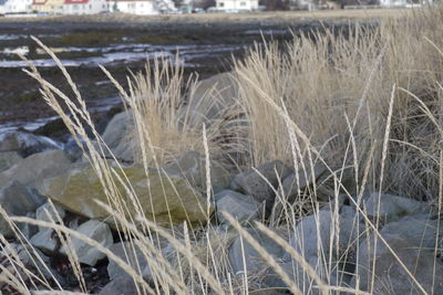 Close-up of grass in water