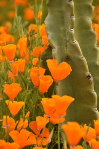 Close-up of orange flowering plant