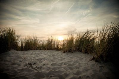 Close-up of sand at beach against sky during sunset