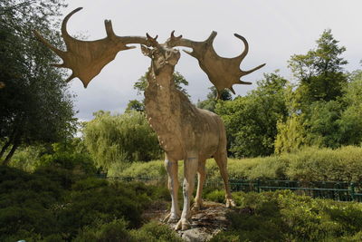 Deer standing on field