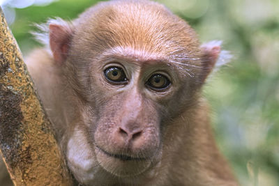 Close-up of monkey