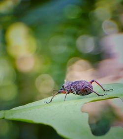 Close-up of insect on leaf