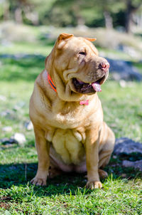 Close-up of dog sitting on field