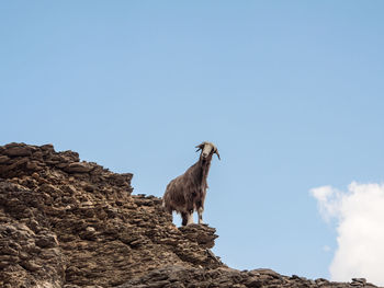 Low angle view of bird on rock against sky