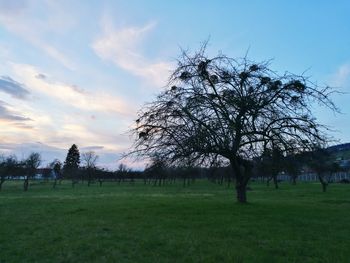 Trees on field against sky