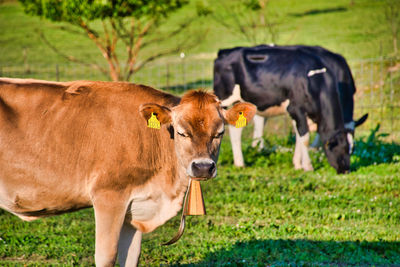 Portrait of cow on field