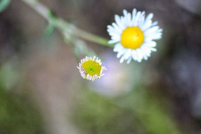 Close-up of white flowering plant